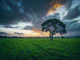 kostenlos Foto breit Winkel Schuss von ein Single Baum wachsend unter ein bewölkt Himmel während ein Sonnenuntergang umgeben durch Gras