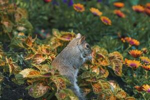süß Eichhörnchen Stehen inmitten Pflanzen im Park foto