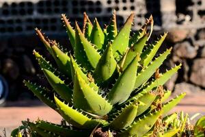 ein schließen oben von ein Aloe vera Pflanze foto