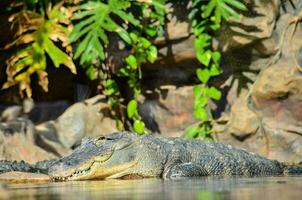 ein Alligator ist ruhen im das Wasser in der Nähe von etwas Felsen foto