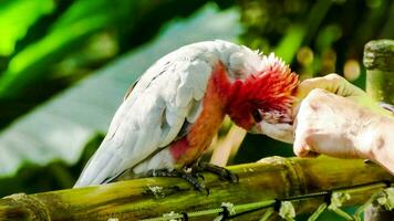 ein Person Fütterung ein Papagei auf ein Bambus Stock foto