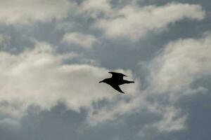 ein Vogel fliegend im das Himmel mit Wolken foto