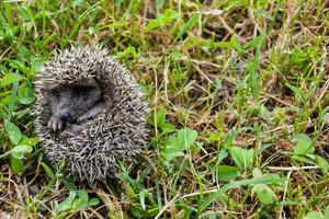 ein Igel ist zusammengerollt oben im das Gras foto