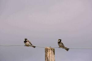 zwei Vögel Sitzung auf ein Draht foto