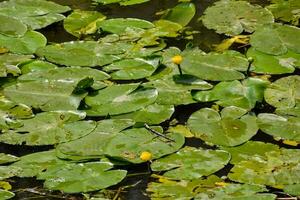 Wasserlilien und Löwenzahn foto