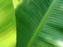 Banane Blatt Hintergrund, charmant grün. zum das Zwecke von Essen Design Tapeten, organisch Getränke foto