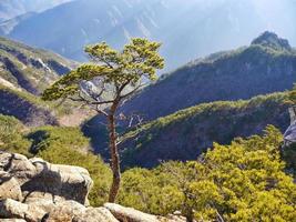 Bergkiefer auf dem Gipfel des Seoraksan-Gebirges foto