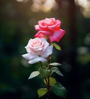 schön zwei Farbe Rosen, schön Blumen Rosen draußen foto