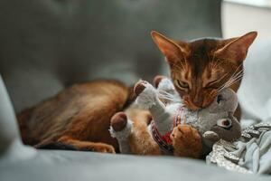 Katze spielen mit ein flauschige Spielzeug. schließen oben Schuss. Abessinier Katze Gesicht foto