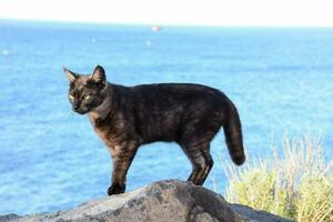 ein Katze Stehen auf ein Felsen in der Nähe von das Ozean foto