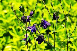 hoch Glockenblume, Campanula l. Blühen im ein sonnig Garten im Juli, Nahansicht foto