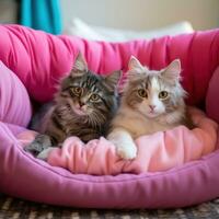 süß Katzen im Bett foto