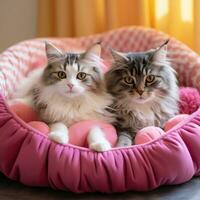 süß Katzen im Bett foto