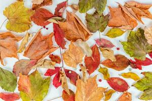 Herbst Blätter abstrakt Hintergrund. Herbst Hintergrund. Gruppe von Herbst Orange Blätter foto