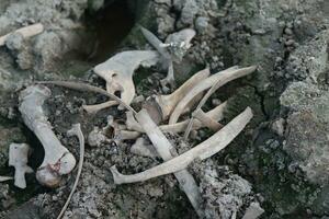 Kuh Schädel Lügen auf grasig schmucklos. trocken Kuh Schädel. Stier oder Kuh Schädel foto