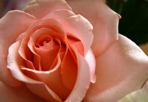 Detail von schön Pfirsich Rosa farbig Single Rose foto