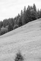 im das österreichisch Alpen foto