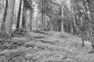 im das österreichisch Alpen foto