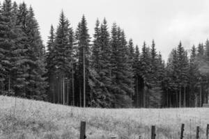 im das österreichisch Alpen foto