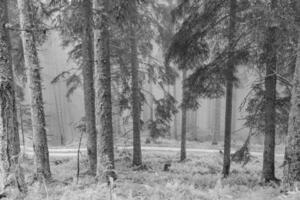 im das österreichisch Alpen foto