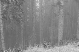 im das österreichisch Alpen foto