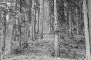 Sommer- Zeit im Österreich foto