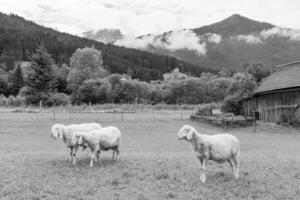 Sommer- Zeit im Österreich foto