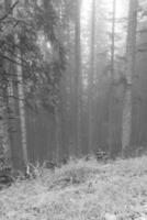 im das österreichisch Alpen foto