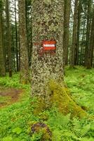 Wandern im das österreichisch Alpen foto