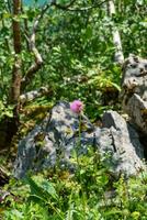 das Natur von Österreich foto