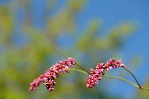 Blumen im Garten foto