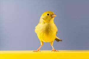 sehr süß Kanarienvogel im Natur breit Leben Tiere. ai generiert. foto