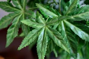 Marihuana Blätter Cannabis Pflanzen foto