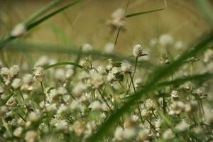 Patch von Kleeblatt entdeckt mit Weiß Blumen foto