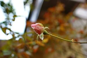 klein Rose Knospen nach Regen foto