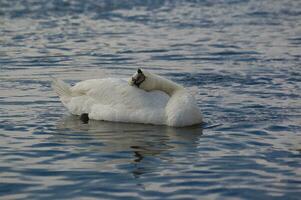 Erwachsene Vogel von ein Weiß Schwan auf Blau Wasser im ein natürlich Lebensraum foto