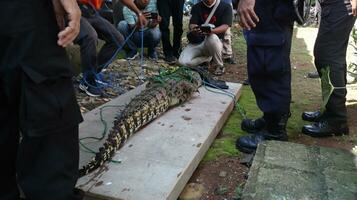 wild Mündung Krokodile Das sind gefangen und werden Sein gesichert durch Offiziere foto