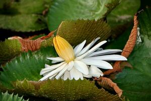 Natürliche Lotusblüte blüht in einem wunderschönen Garten foto