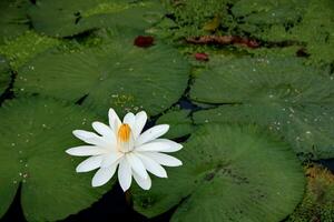 Natürliche Lotusblüte blüht in einem wunderschönen Garten foto