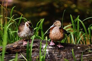 Stockente im Teich, Stockente Männchen haben grünen Kopf und Weibchen mit braunen Federn. schöne Wildente steht auf einer Holzfläche