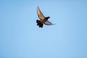 großer Falke fliegt am blauen Himmel foto