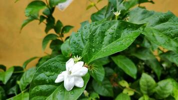 Nahaufnahme von Jasminblüten in einem Garten foto