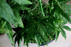 Marihuana Blätter Cannabis Pflanzen foto