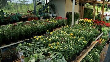 üppig landschaftlich gestaltet Garten mit Blumenbeet foto