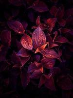 rote Pflanzenblätter in der Herbstsaison foto
