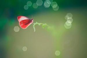 Schmetterling in der Natur foto