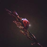 Marienkäfer auf der Pflanze in der Natur foto