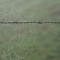 Spinnennetz auf dem metallischen Stacheldrahtzaun foto