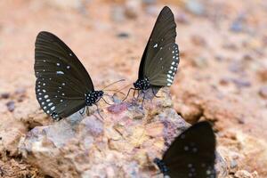 das Schmetterling verbreitet Krone gegessen Mineral auf Sand. foto