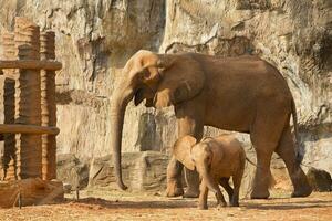 Säugling Baby afrikanisch Elefant spielen mit Mama. foto